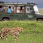 A cheetah walks through a grassy area, while a game drive vehicle with visitors is visible in the background.