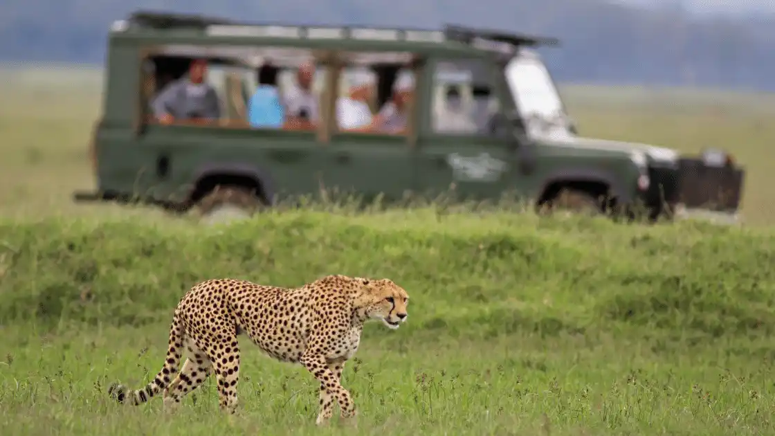 A cheetah walks through a grassy area, while a game drive vehicle with visitors is visible in the background.