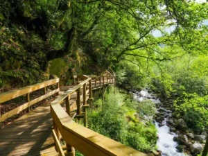 A wooden walkway next to a stream in the middle of a forest.