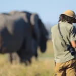 A photographer looks at his camera in the African savanna, while a group of elephants are visible out of focus in the foreground.
