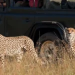 Two cheetahs in front a game drive vehicle during a safari in the African savanna.