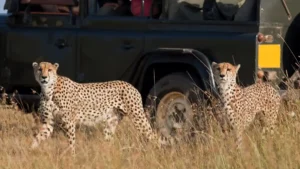 Two cheetahs in front a game drive vehicle during a safari in the African savanna.