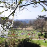 Spring flowers in the Vorst Park in Brussels, Belgium.