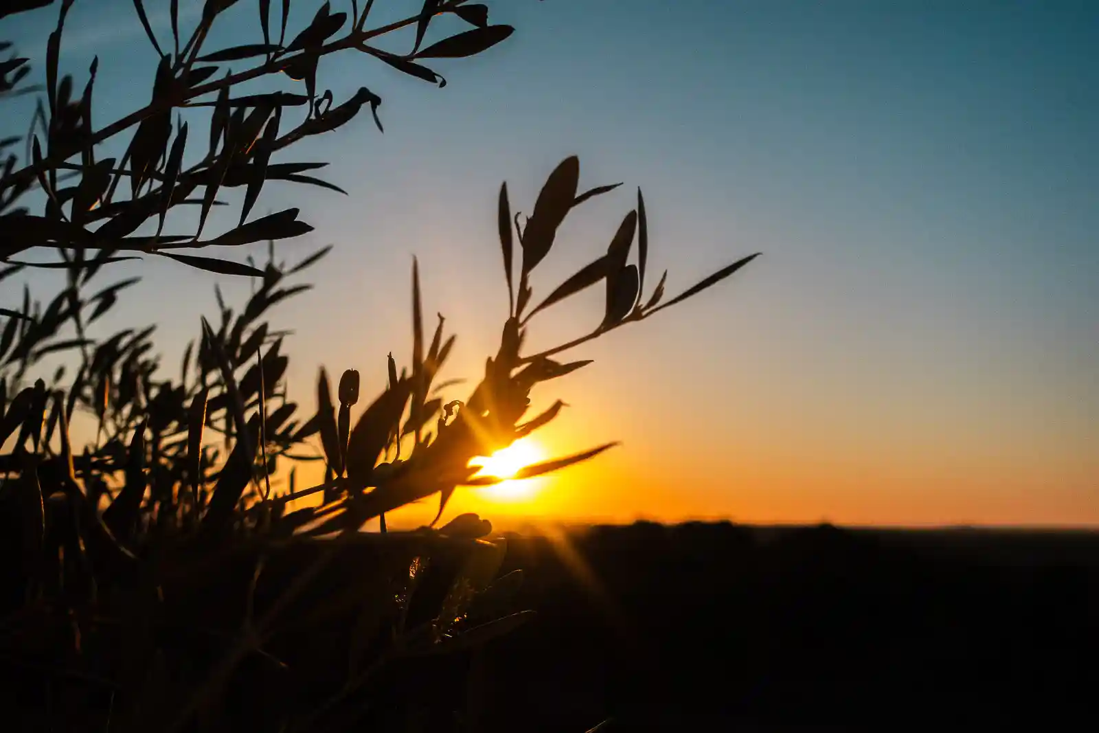 Sunrise views from an olive tree field in Alentejo at Montimerso Skyscape Country House hotel in Portugal.