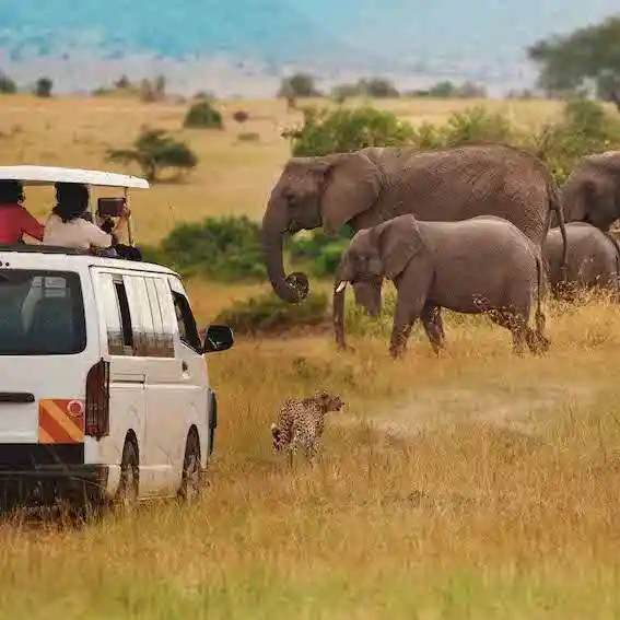 Wild animal spotting during an African safari and game drive.
