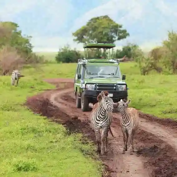 Zebras spotted during a game drive in Africa.