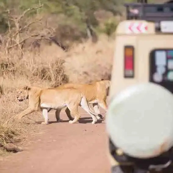 Lions and cheetahs spotted during a game drive in an African safari.