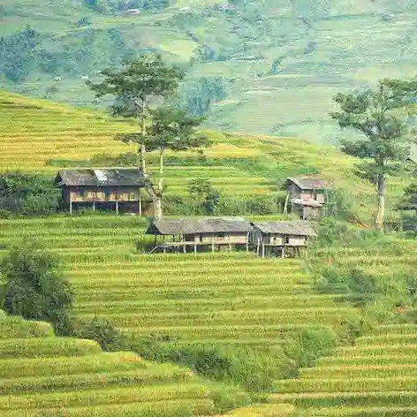 Rice fields of northern Thailand between the cities of Chiang Mai and Pai.