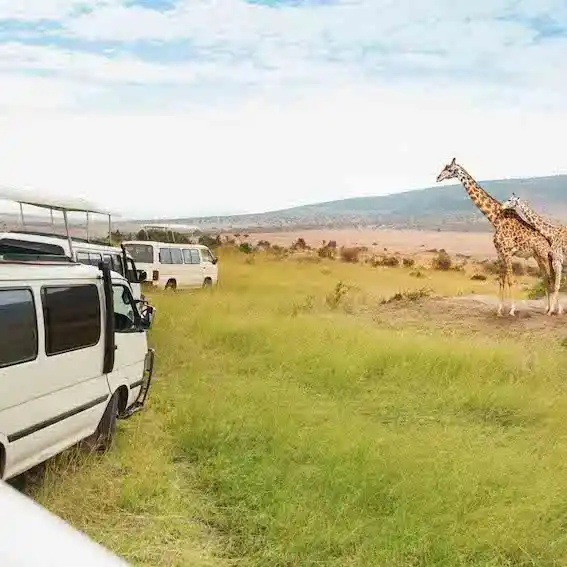 Watching wild animals during a game drive in the African savannah.