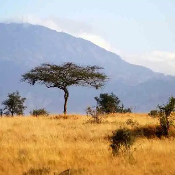 African landscape captured during a walking safari.